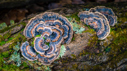 Colorful blue and orange ringed fungi growing from a decomposing log on the forest floor