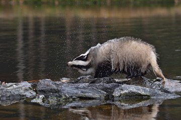 Wall Mural - Beautiful European badger (Meles meles - Eurasian badger) in his natural environment in the water near autumn forest