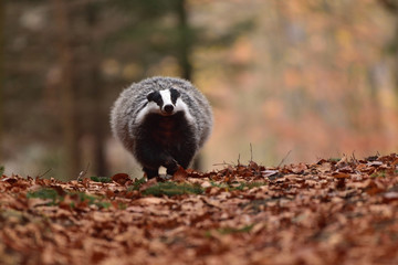 Wall Mural - Running beautiful European badger (Meles meles - Eurasian badger) in his natural environment in the autumn forest and country