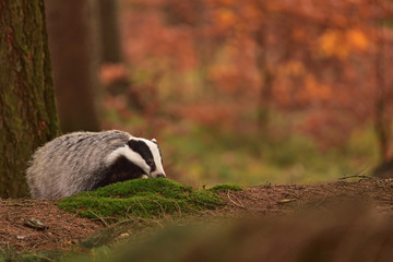 Wall Mural - Beautiful European badger (Meles meles - Eurasian badger) in his natural environment in the autumn forest and country