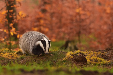 Wall Mural - Beautiful European badger (Meles meles - Eurasian badger) in his natural environment in the autumn forest and country