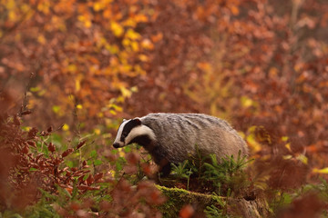 Wall Mural - Beautiful European badger (Meles meles - Eurasian badger) in his natural environment in the autumn forest and country