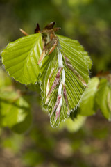 Wall Mural - Fagus sylvatica