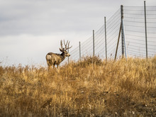 Profile Of Mule Deer Buck In Prairie Grass