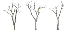 Set Of Dead Trees On White Background With Clipping Path.