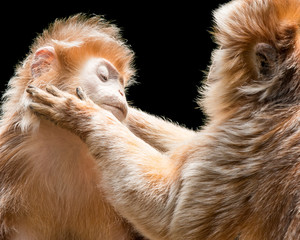 Wall Mural - Grooming Ebony Langurs