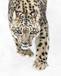 Snow Leopard on the Prowl X
