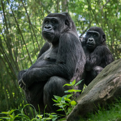 Wall Mural - Western Lowland Gorilla Family