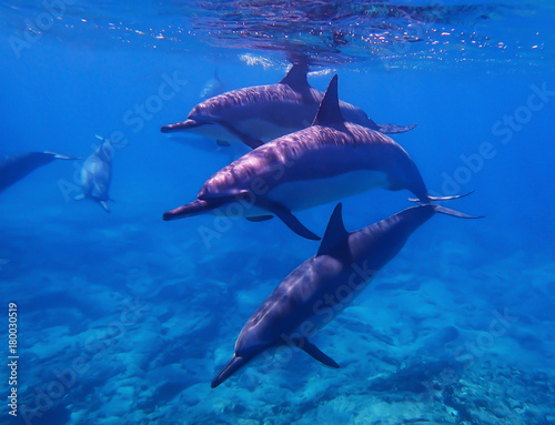 Fotografering Trio of Spinner Dolphins Swim towards Camera