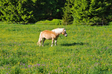 Sticker - Haflinger Pferd auf der  Weide - Haflinger on green  meadows