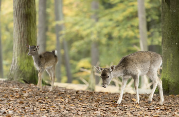 Wall Mural - deer