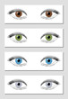 Eye color chart in dominant order of occurrence - brown, green, blue and gray - isolated vector illustration on white background.
