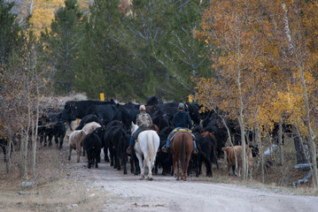 Two rider on a cattle drive in fall