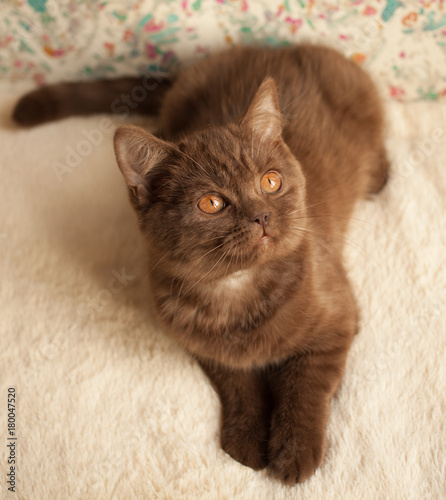 Cat British Short Hair Kitten Chocolate Color Orange Eyes