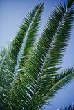 Fototapeta Natura - Palm