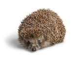 Fototapeta Zwierzęta - Hedgehog