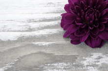 Single Purple Mum Flower On A Whitewashed Wooden Background