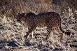 Wild lebende Tiere - Gepard - Wüste