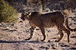 Gepard - Wüste - Wild lebende Tiere