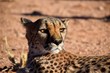 Gepard - Wild lebende Tiere - Wüste