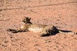 Gepard - Wild lebende Tiere - Wüste