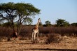 Giraffen - Afrika - Wüste