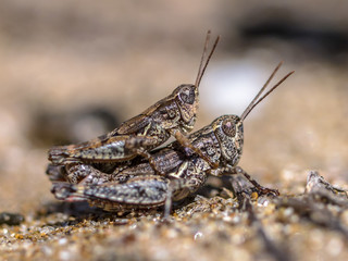 Canvas Print - Pair of North Island Grasshopper