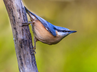 Wall Mural - Eurasian nuthatch clinging