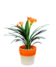 Indoor Flower Clivia In A Pot, Isolated On White Background.