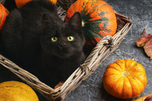 Green Eyes Black Cat And Orange Pumpkins In Wooden Rustic Rural Basket On Gray Cement Background With Autumn Yellow Dry Fallen Leaves. Top View Image.