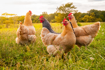 chicken sunset
