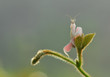 Orchid Mantis,Mantis Orchid