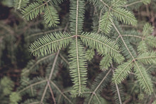 Closeup Of Balsam Fir Branches