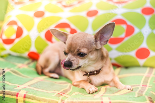 Portrait Of Cute Little Short Haired Beige Chihuahua On The Sofa