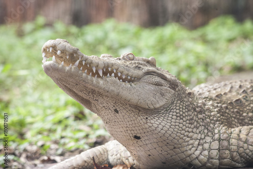 Zdjęcie XXL Krokodyl biały krokodyl / albino-syjamski: Krokodyl słodkowodny, skóra jest biała, prawie wymarła, występuje w południowo-wschodniej Azji