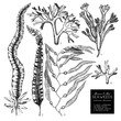 Vector collection of hand drawn brown and red seaweeds illustrations. Vintage set of sea algae on white background. Underwater sketch.