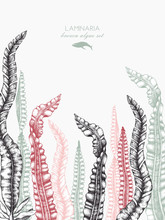 Ink Hand Drawn Laminaria Sketch, Sweet Sea Tangle, Japan Kelp, Alaria, Set On White Background. Vector Illustration Of Highly Detailed Brown Algae. Seaweeds Design.