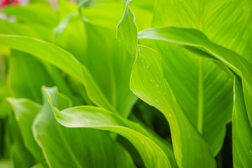 Sticker - Fresh green leaves, closeup