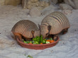 two armadillos eating vegetables
