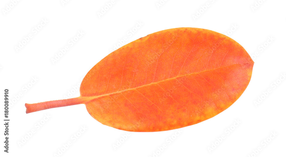 Autumn leaf on white background