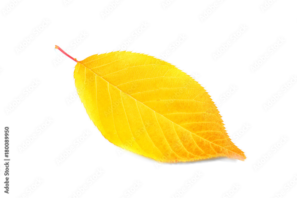 Autumn leaf on white background