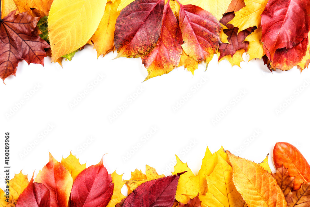 Colorful autumn leaves on white background