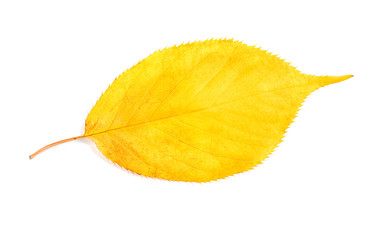 Autumn leaf on white background