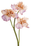 iris flower isolated