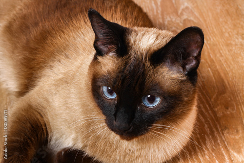Fotomural Siamese or Thai cat lies on the floor