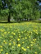 Dandelions in the Summer Park