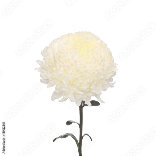 flower white chrysanthemum