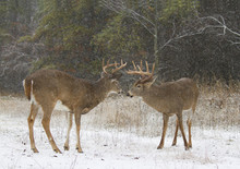 Two White-tailed Deer Bucks Fighting Each Other On A Snowy Day In Ottawa, Canada