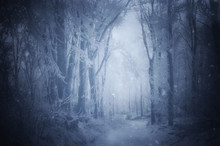 Fantasy Forest With Snow Falling In Winter