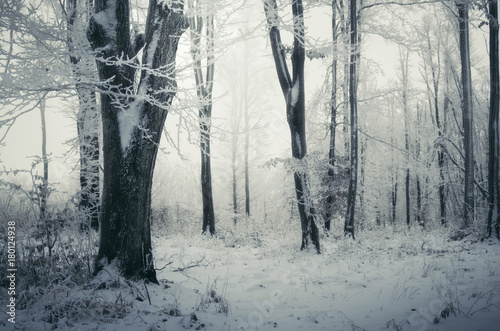 Plakat śnieżny las zimowy krajobraz